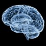 human brain under x-ray