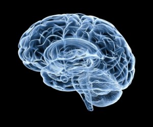 human brain under x-ray